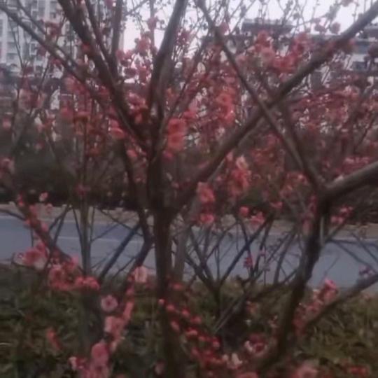 癸卯516