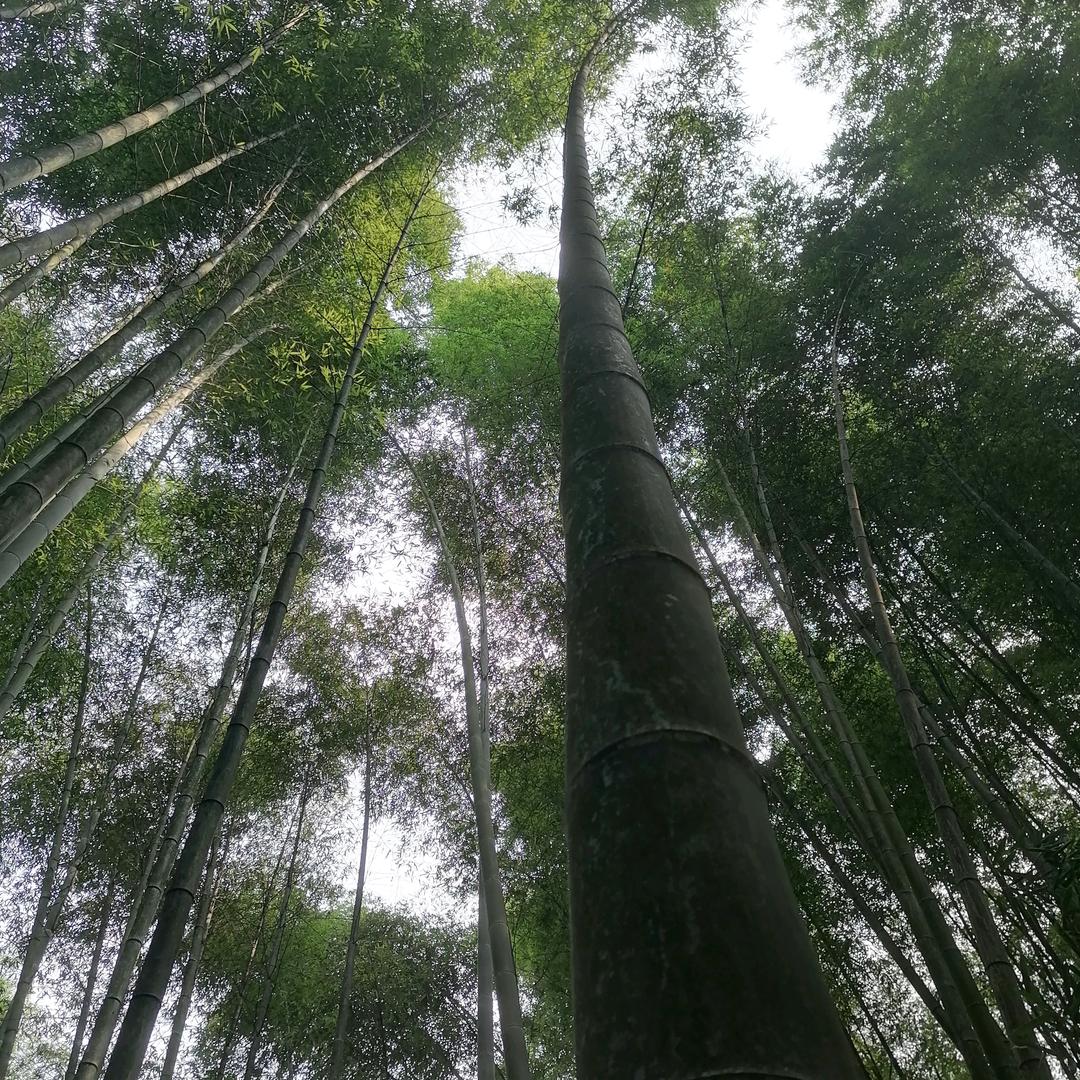 青竹林