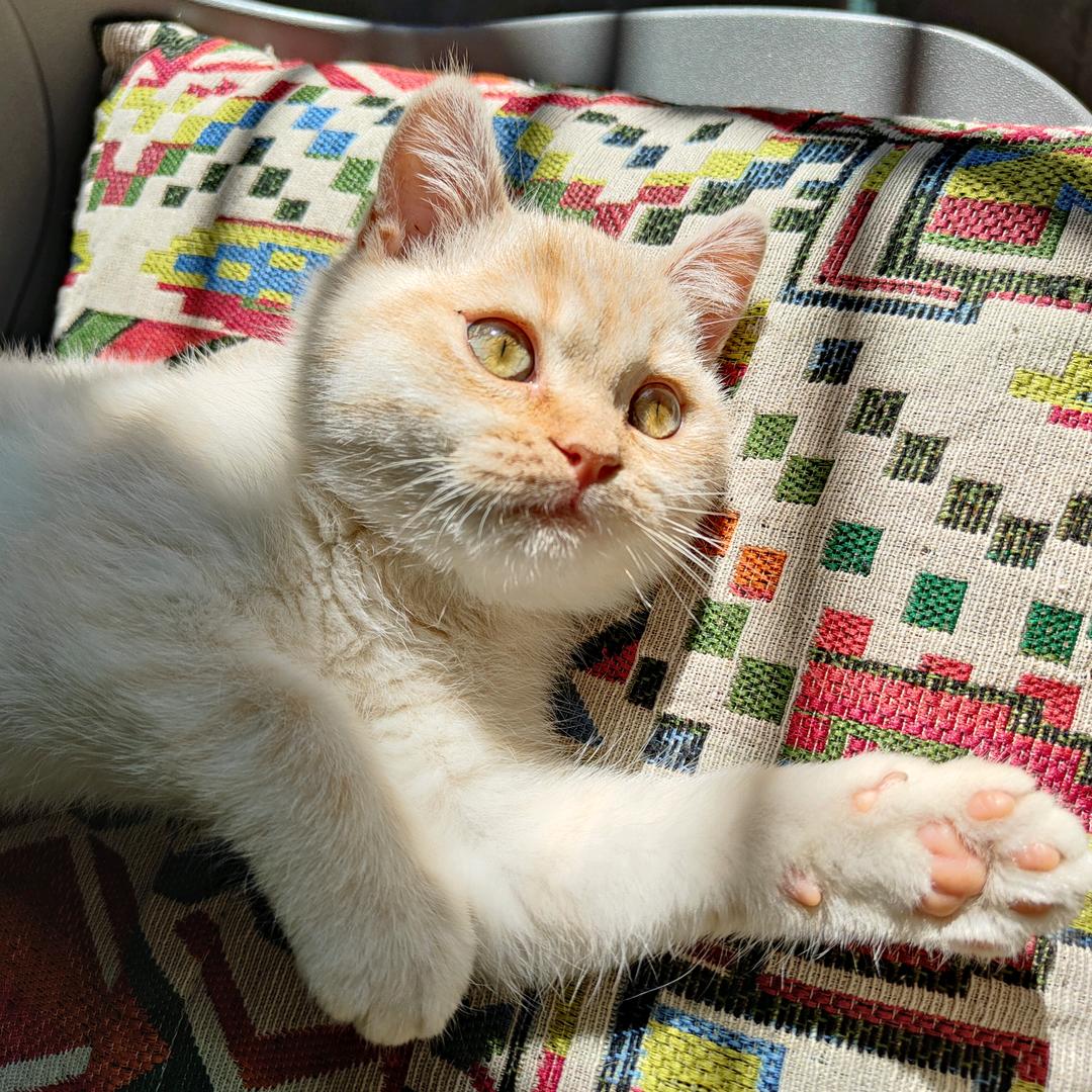 亲亲我的小猫咪