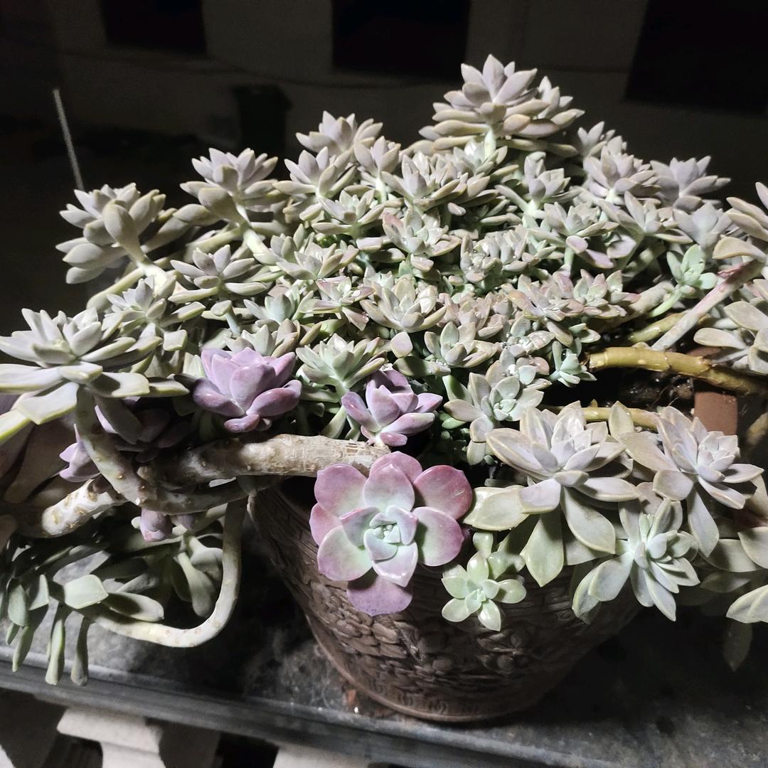 高安正宗杭州小笼包