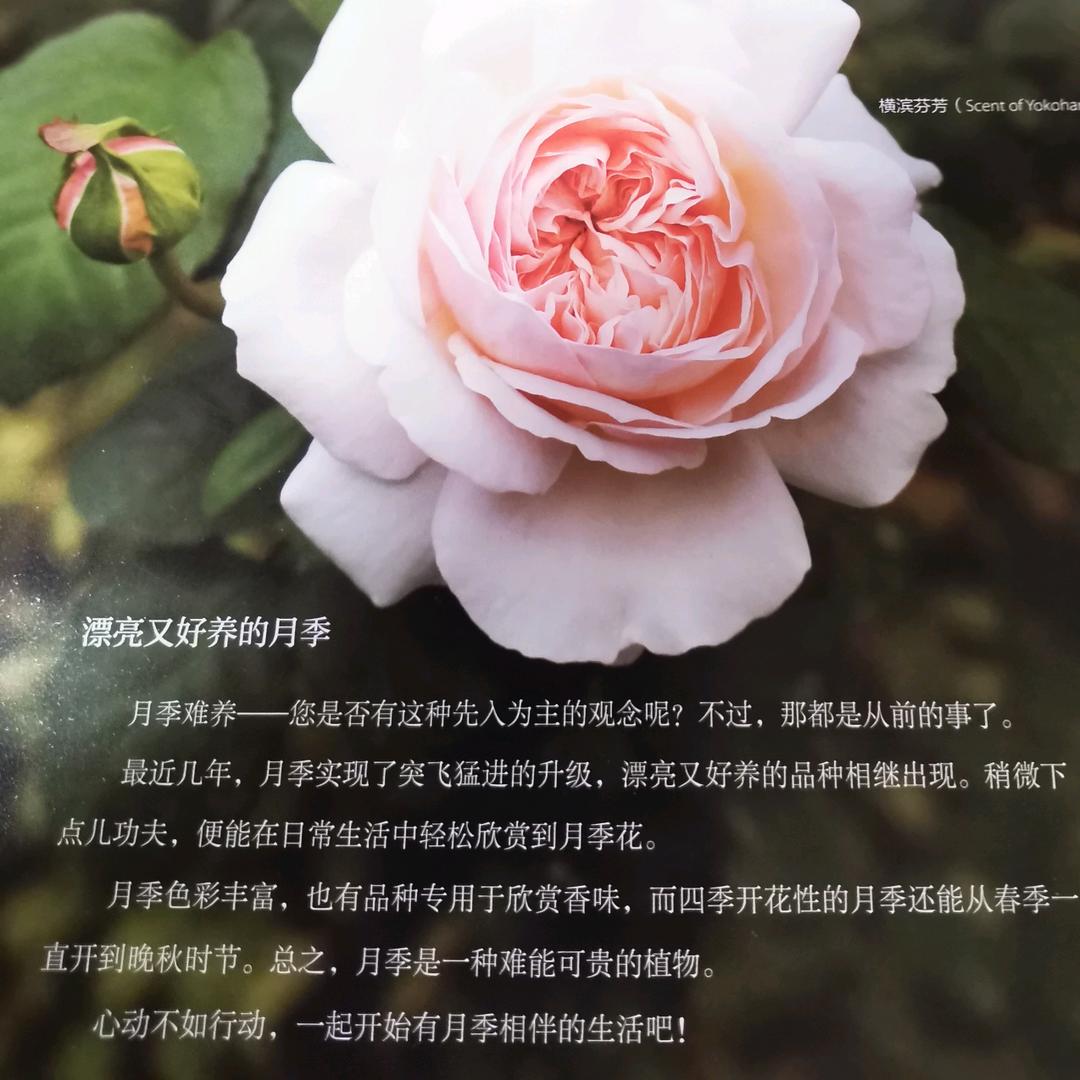 李先森