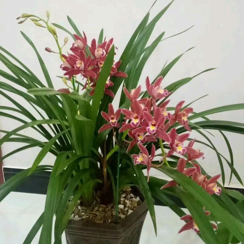 花语，，，，，