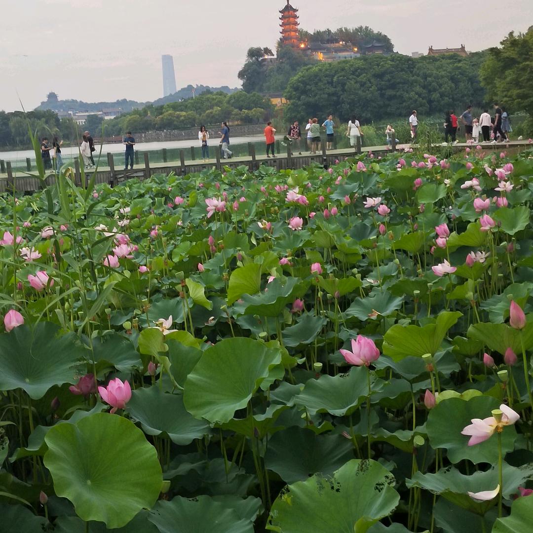 游泳的鱼