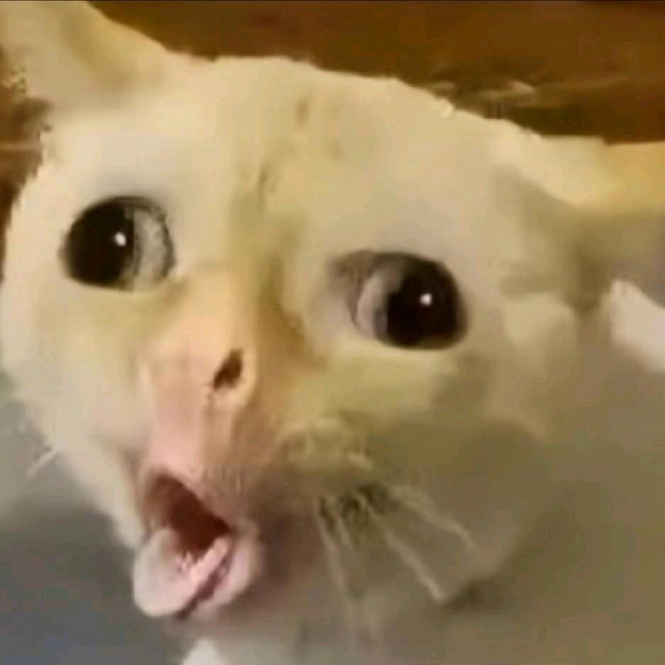 会飞的小猪～
