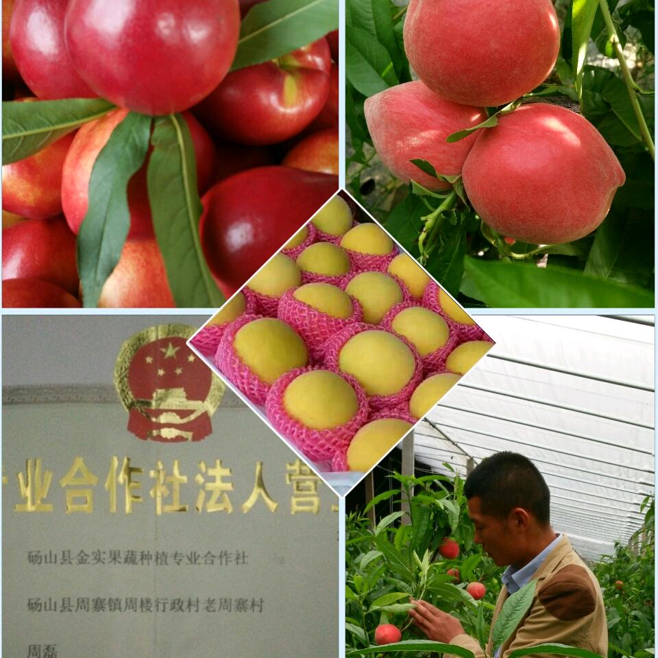 桃满收（周磊）