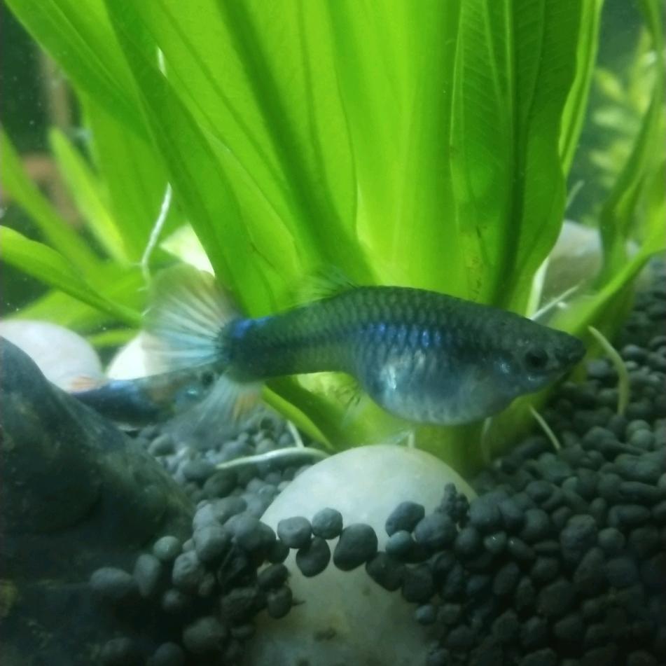 最亮的那颗星