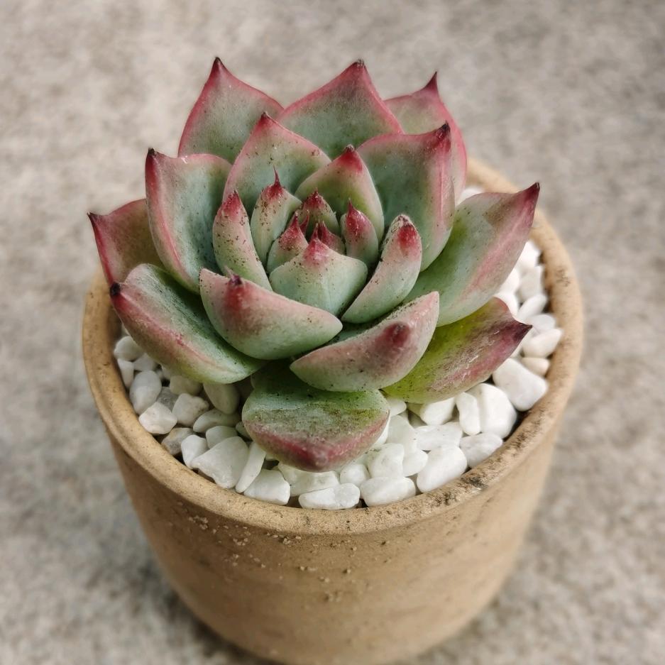 🌈旭姐