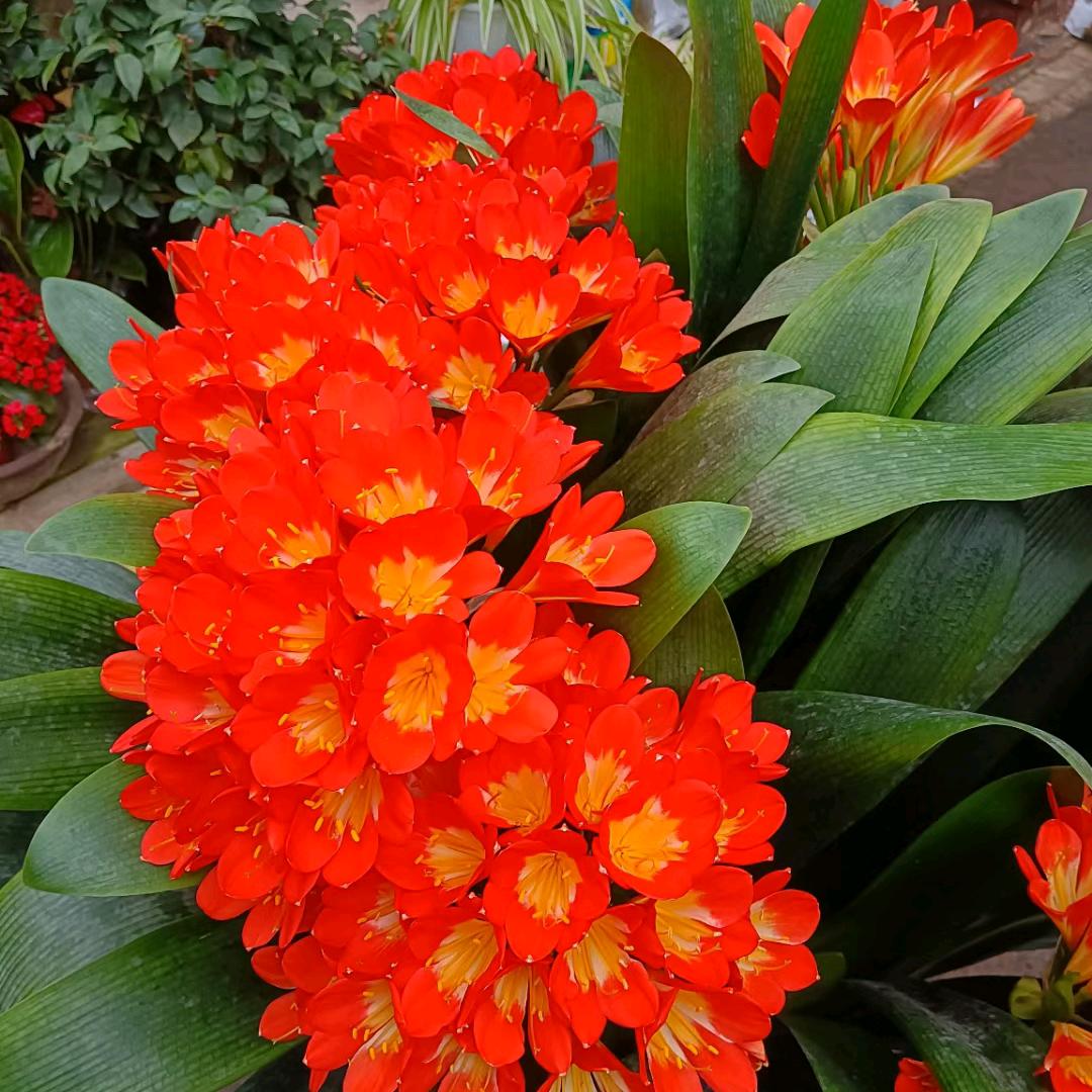 花花世界君子兰