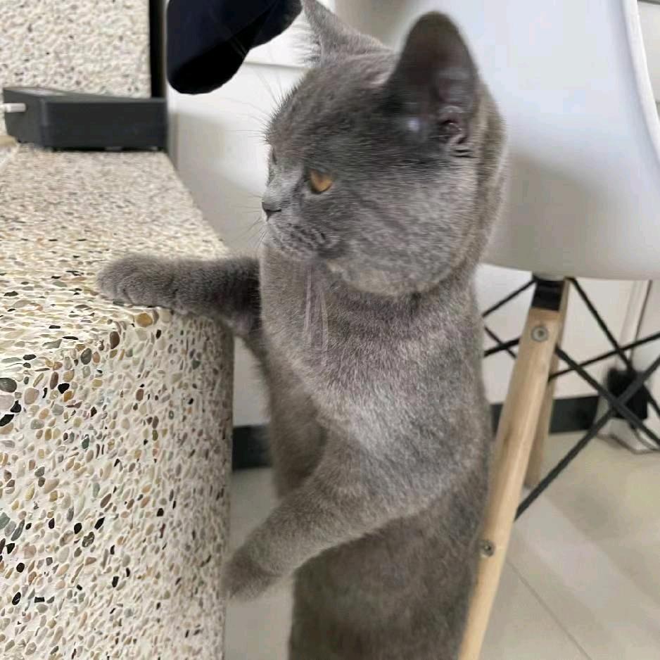 三月🐱是只猫