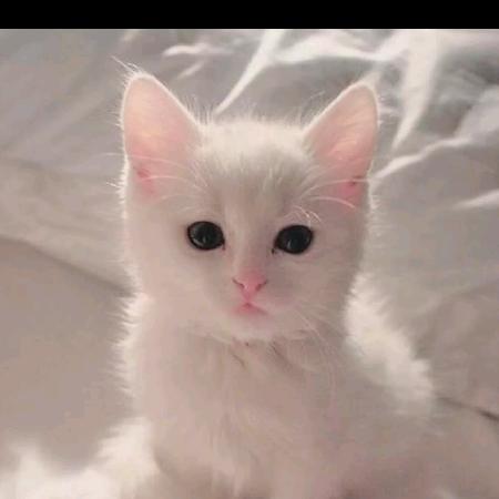 流浪的猫🐱