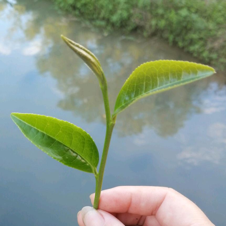 🍃汤湖客家茶农英子