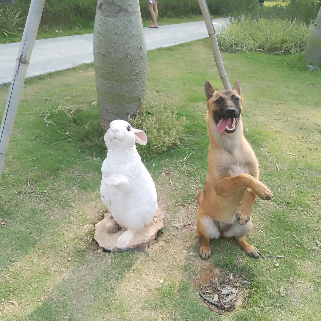 训犬（训猫）杨老师