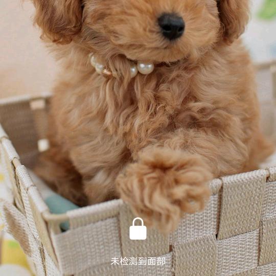 美丽的天使