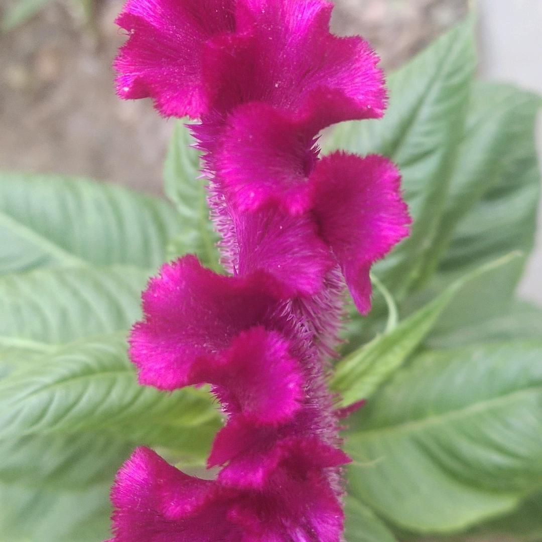 资欧邹