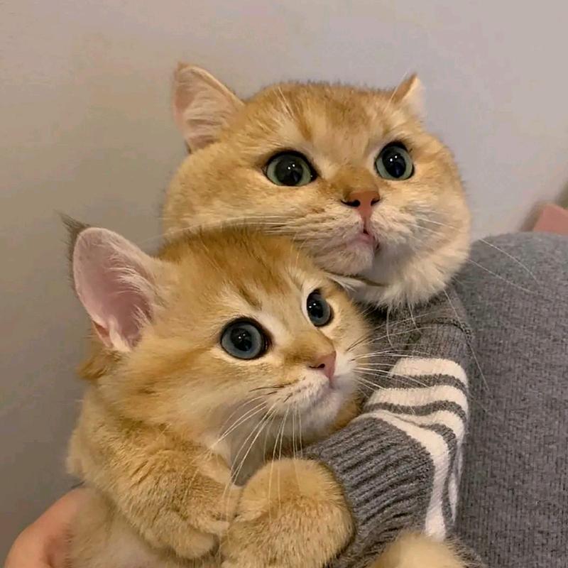 静✨