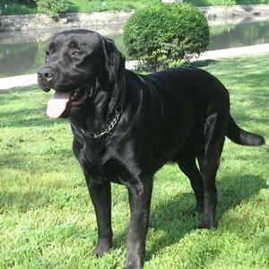 贺州远业犬舍
