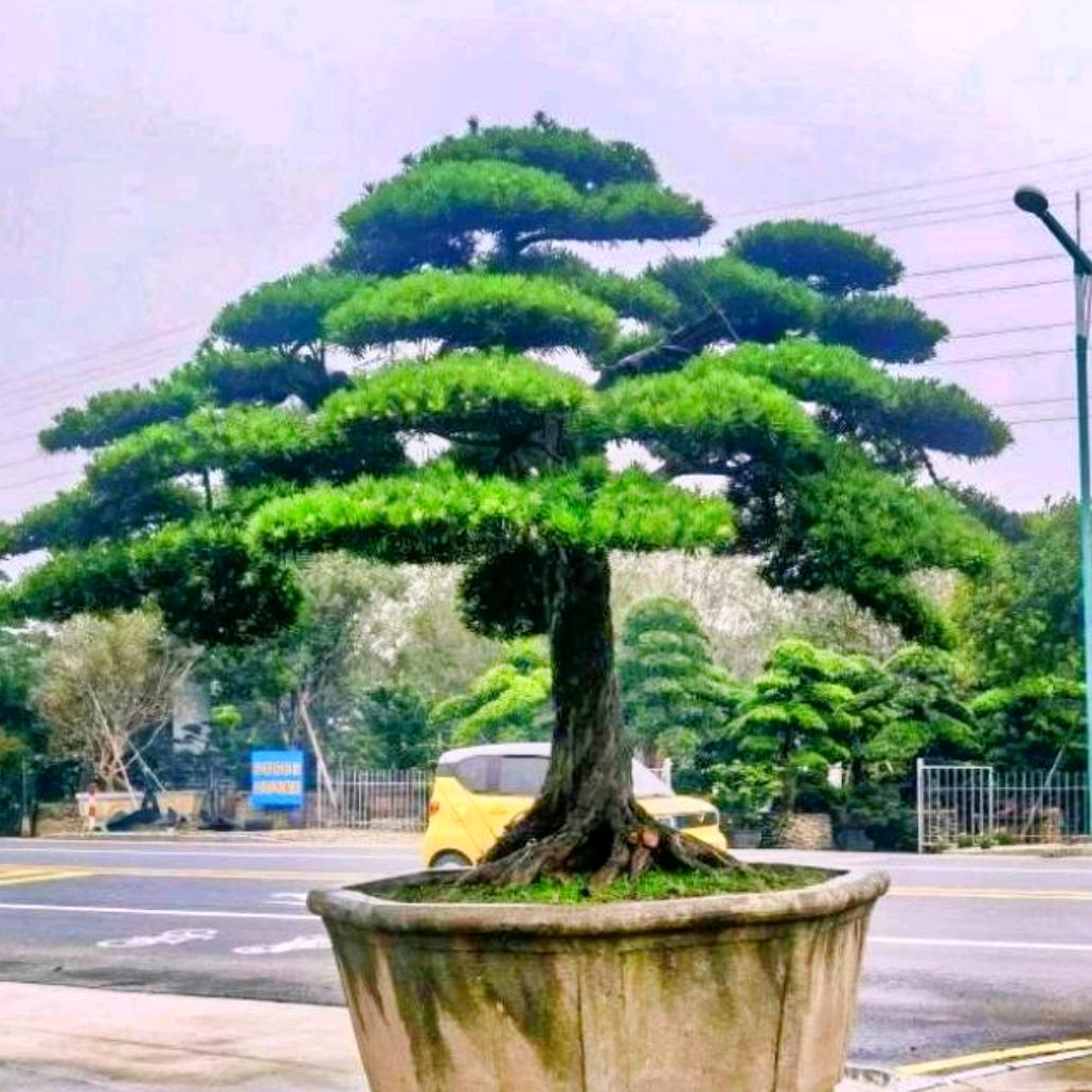 杰成园艺