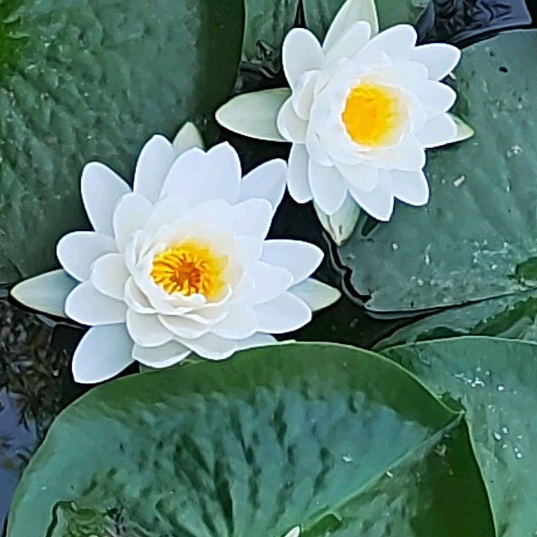 静听花开