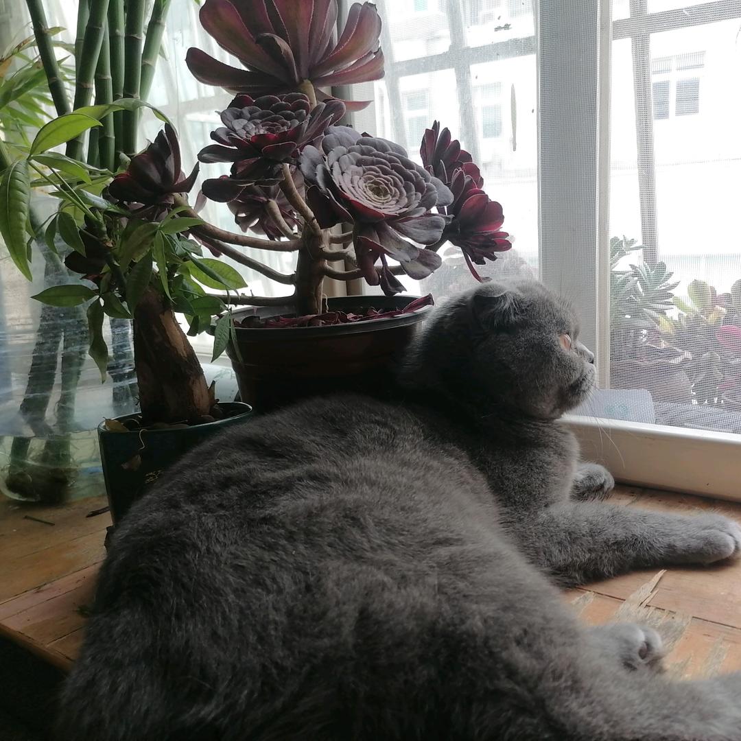 甜蜜的午后（笨笨纪念号）