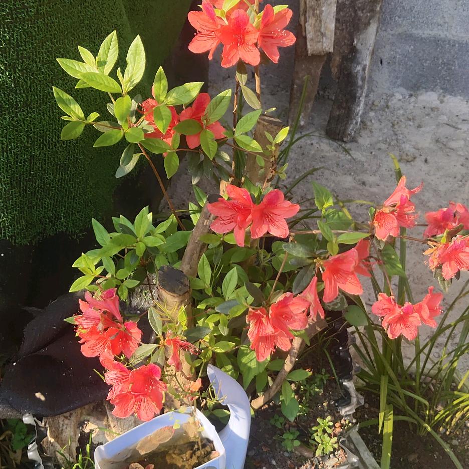 炜炜(拉沙哥)