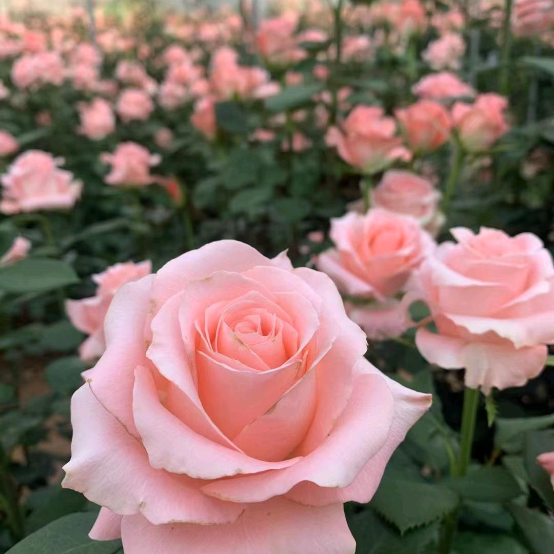 无刺红泡种植基地