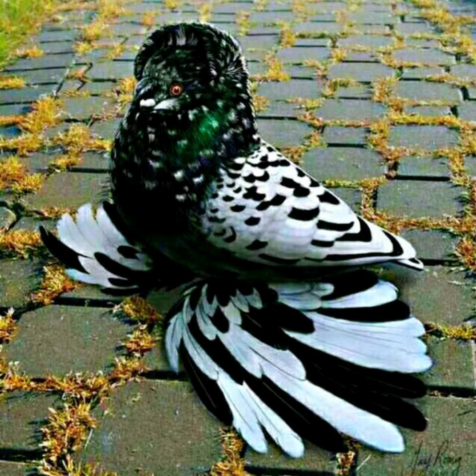 河北涿州幽狼鸽业