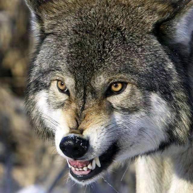 北方的狼🐺