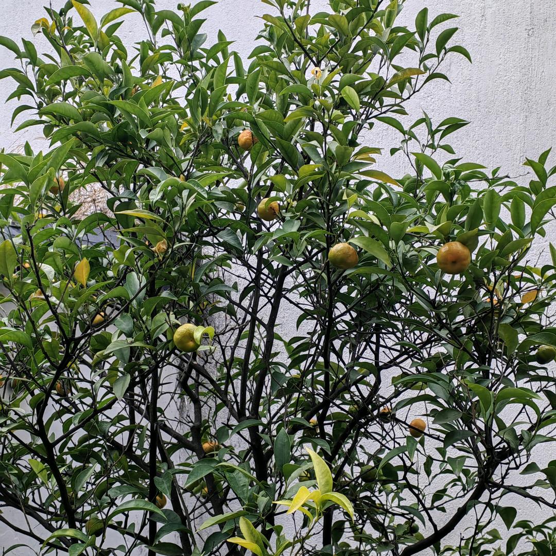 水手太大力