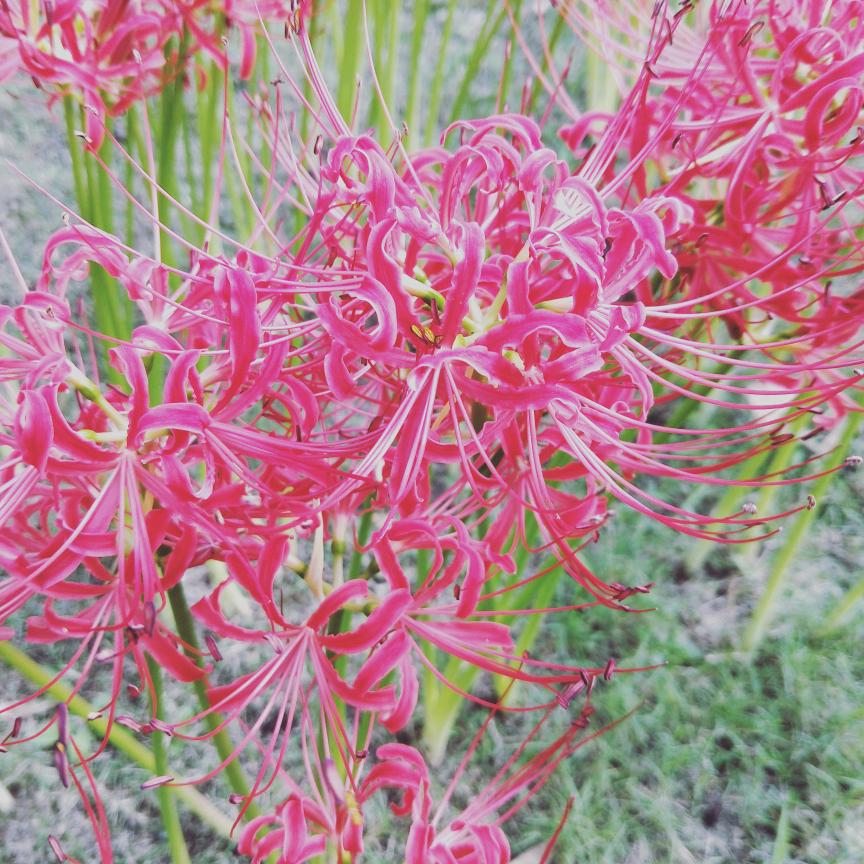 倾尽年华终是梦@