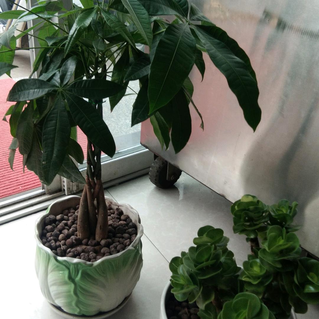丹凤县赛鸽纸业