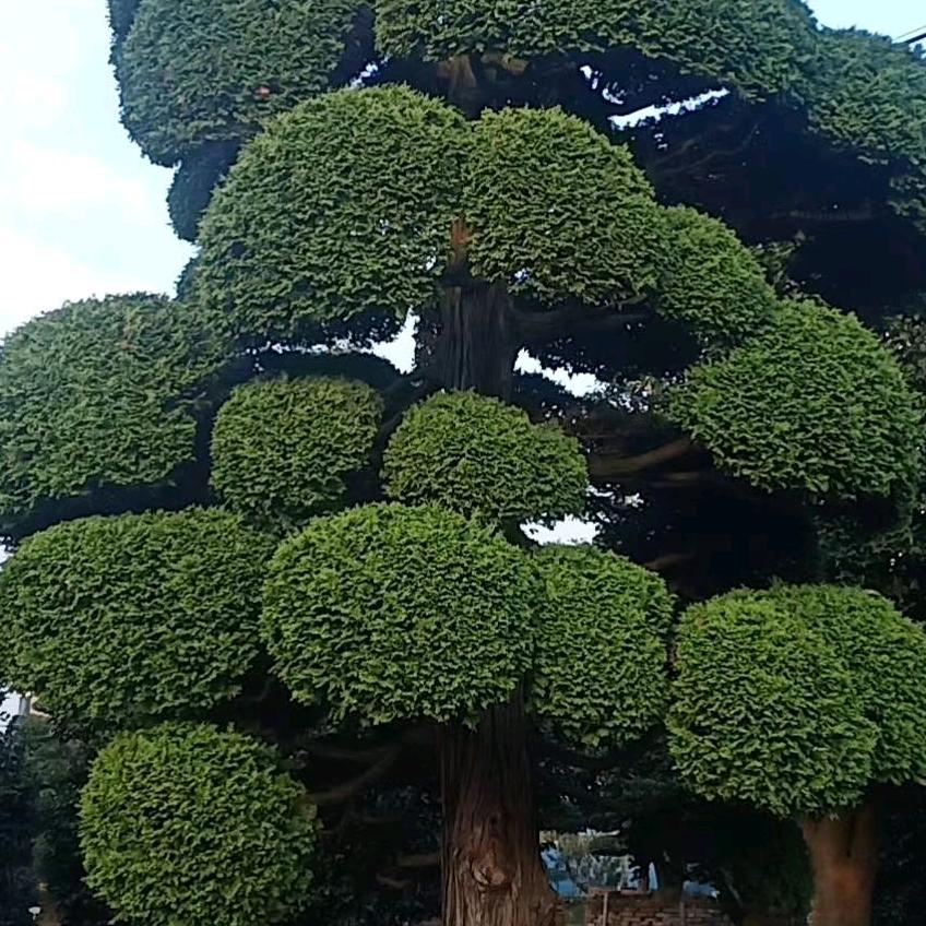 夏大姐