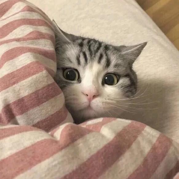 小贾还在么～