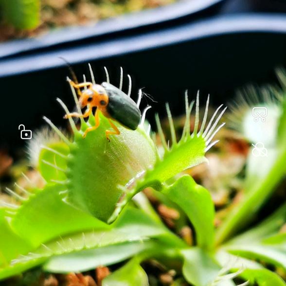 一棵正经的食虫植物