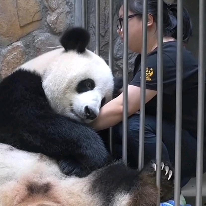 ༊᭄🐅ᮨ໌້陈ꦿᮨ໌້ᨦ࿐🦋