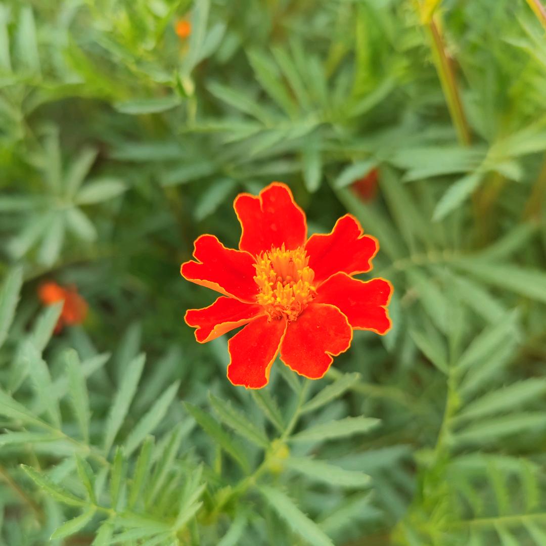 木兰