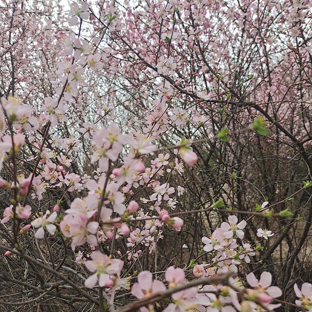 小五月