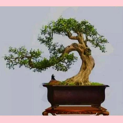 萱缘盆景