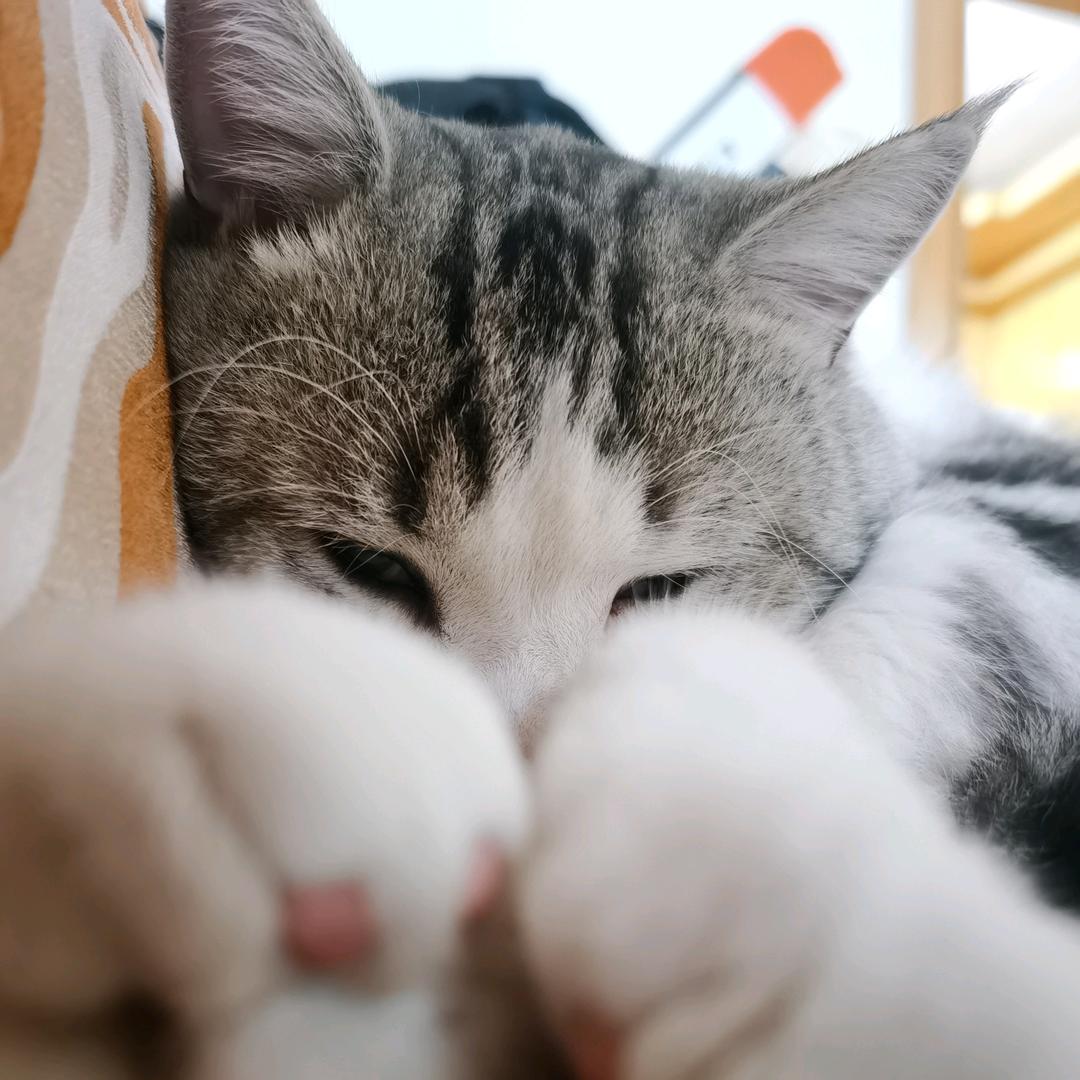 x橡木盾k