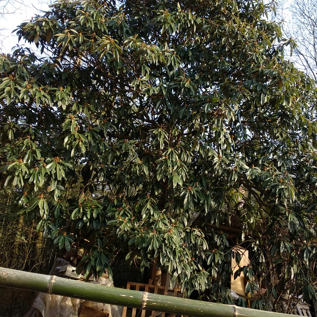 湾沚
