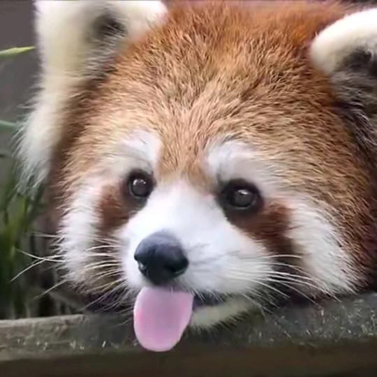 竹子喂熊猫的竹子头像