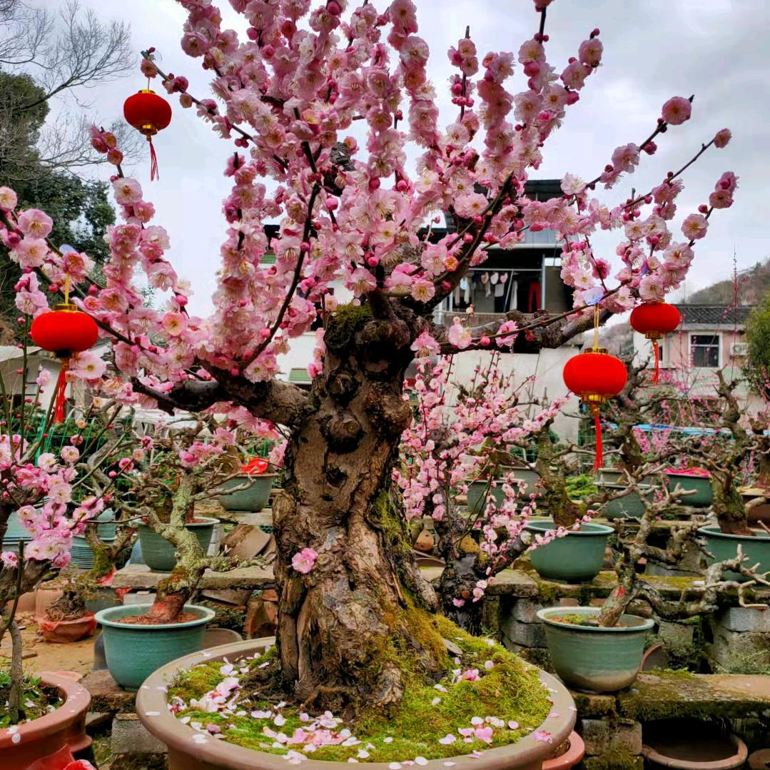 中国人寿田世斌