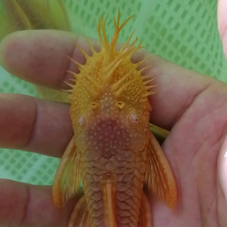 风吹皇帝