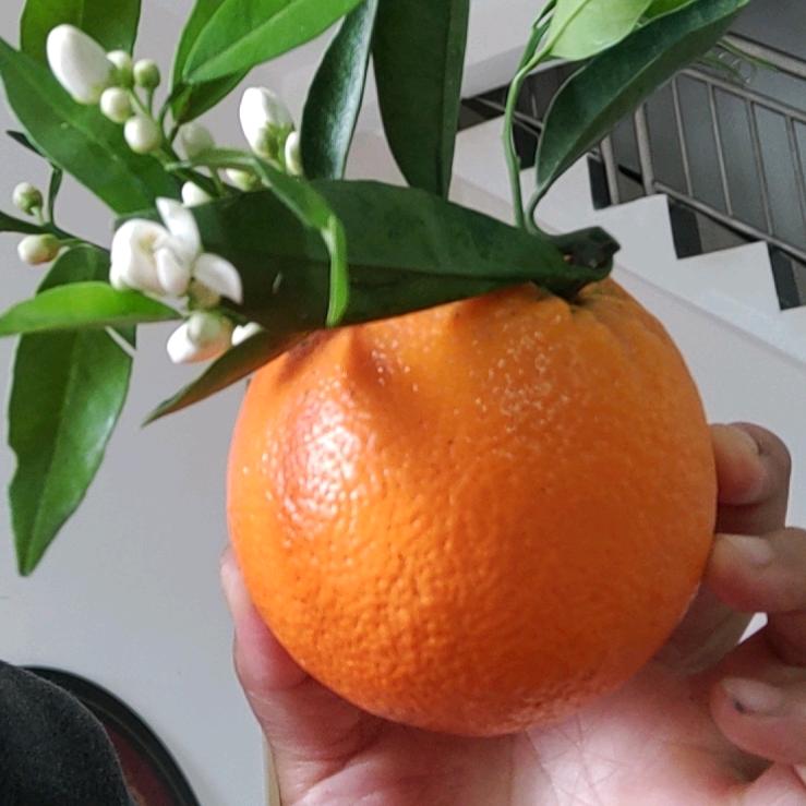 橙橘思汗