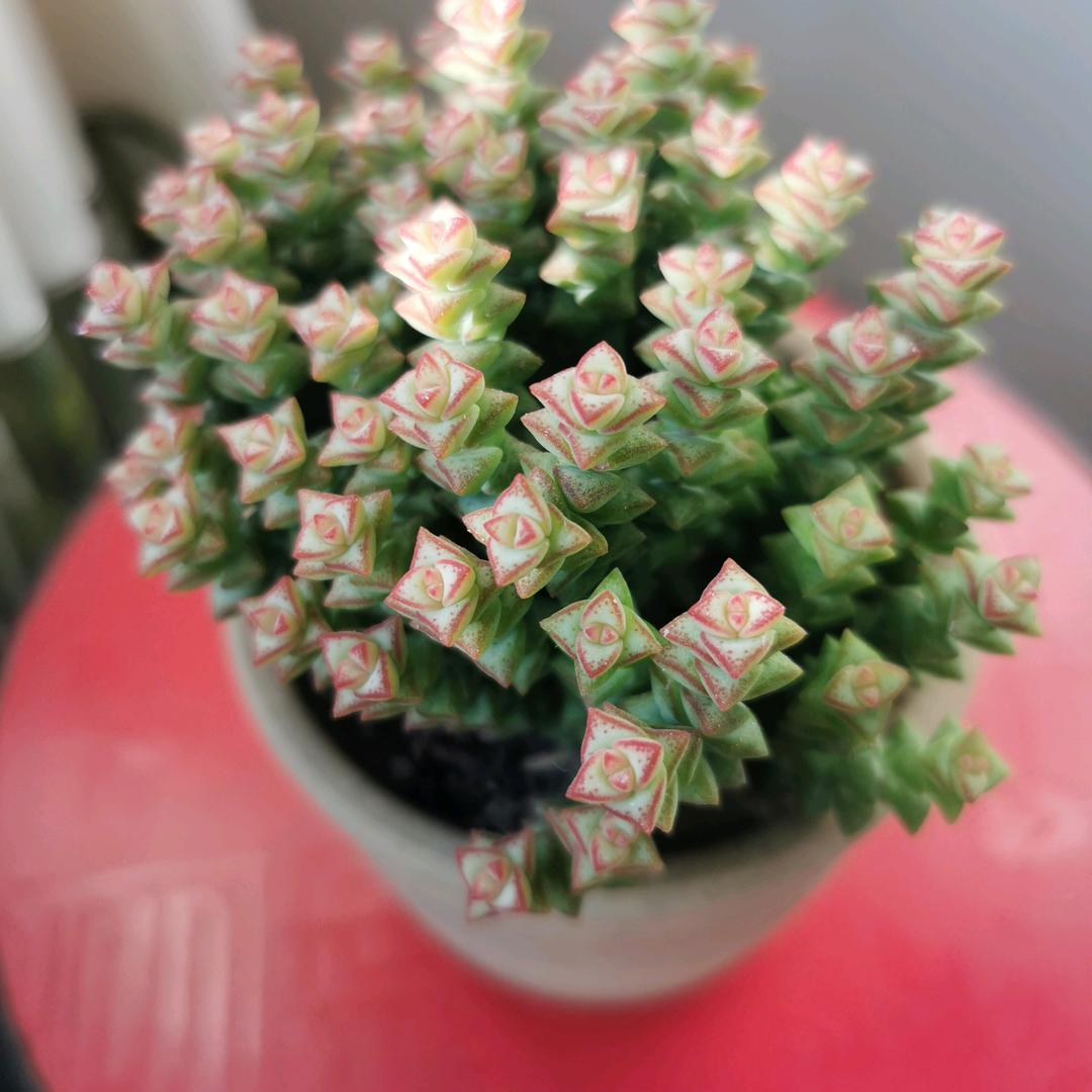 烟台莉丽房产经纪有限公司