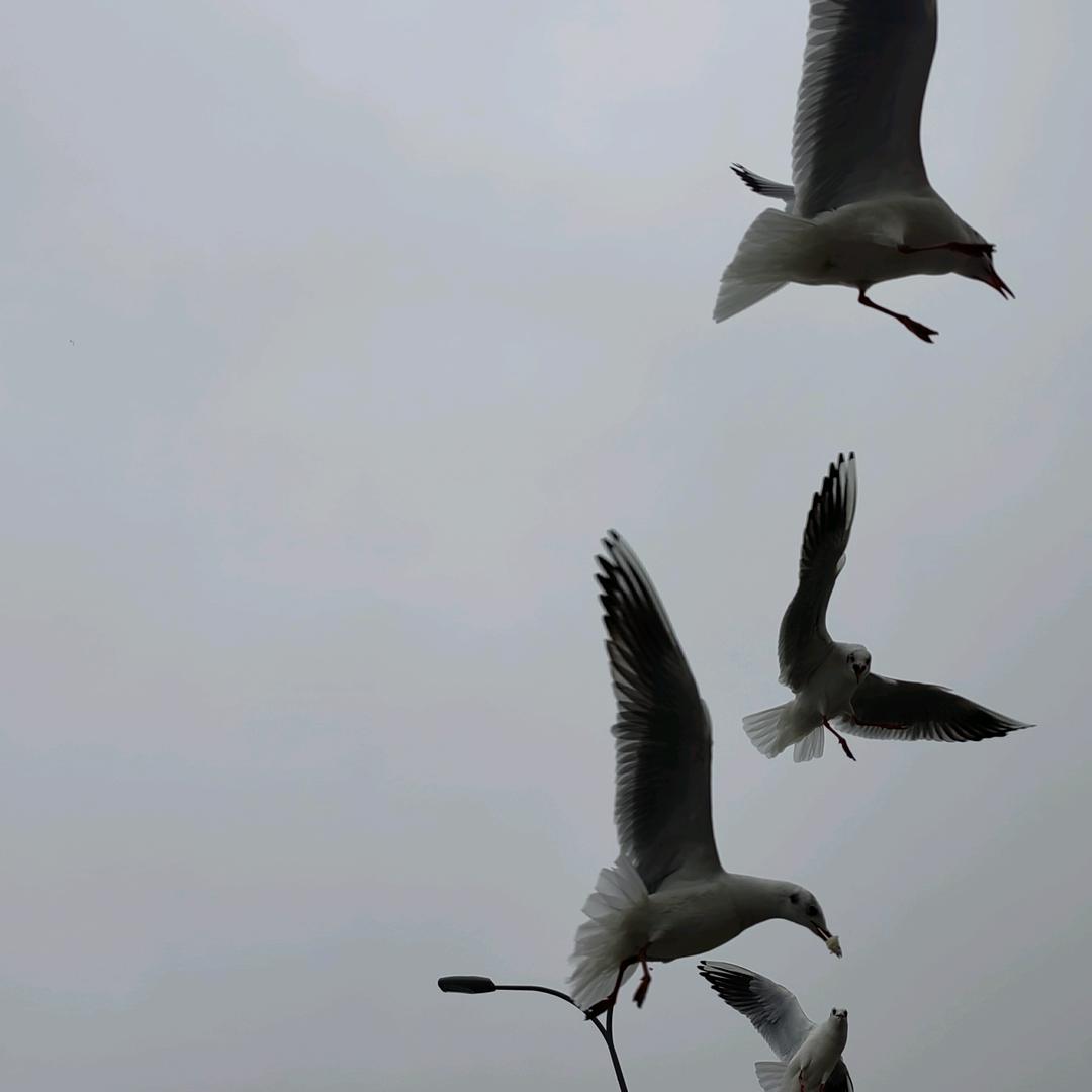 箭牌漆