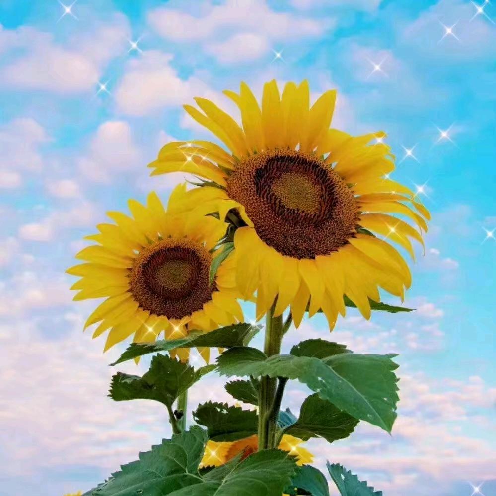 景县房产中介珍姐