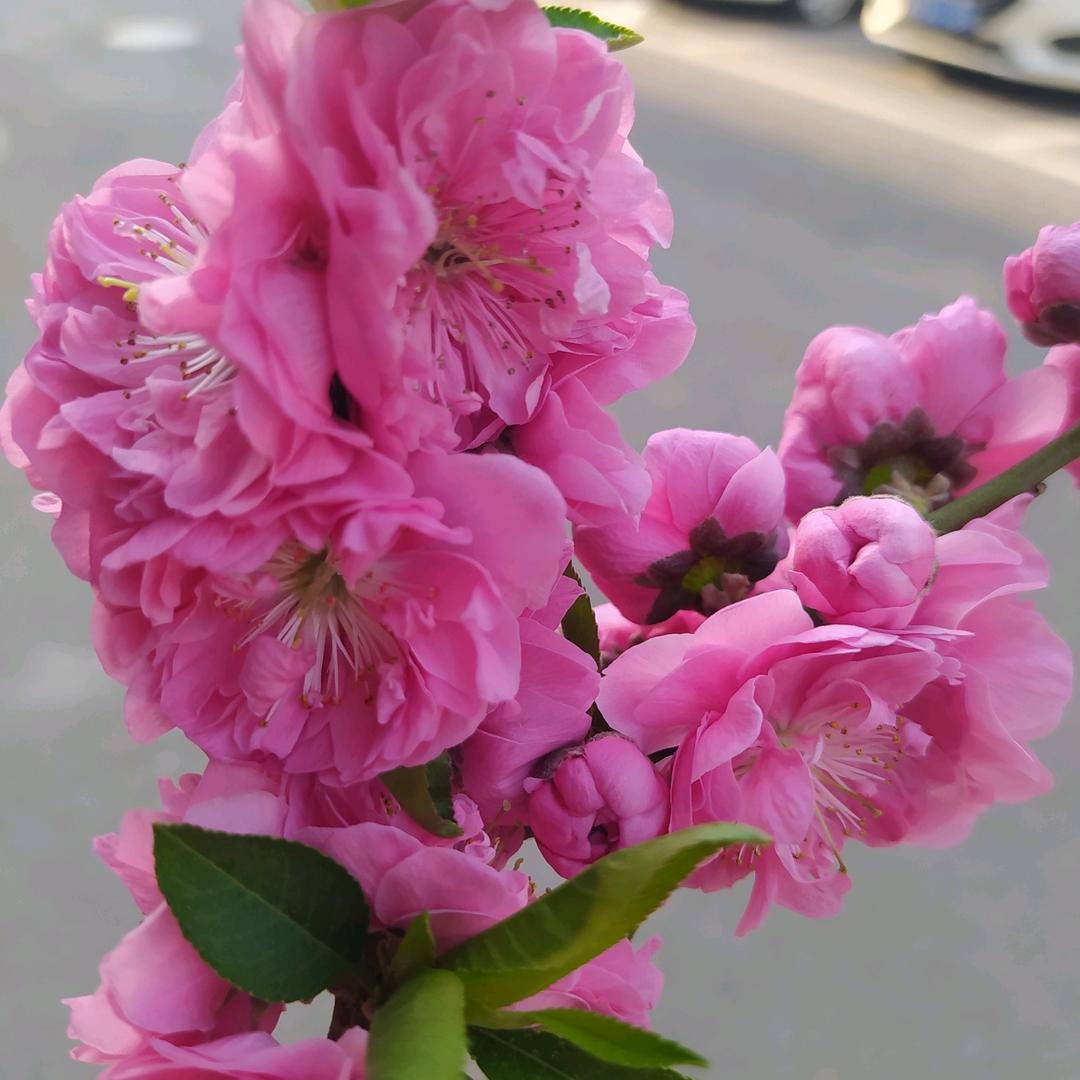 春暖花开
