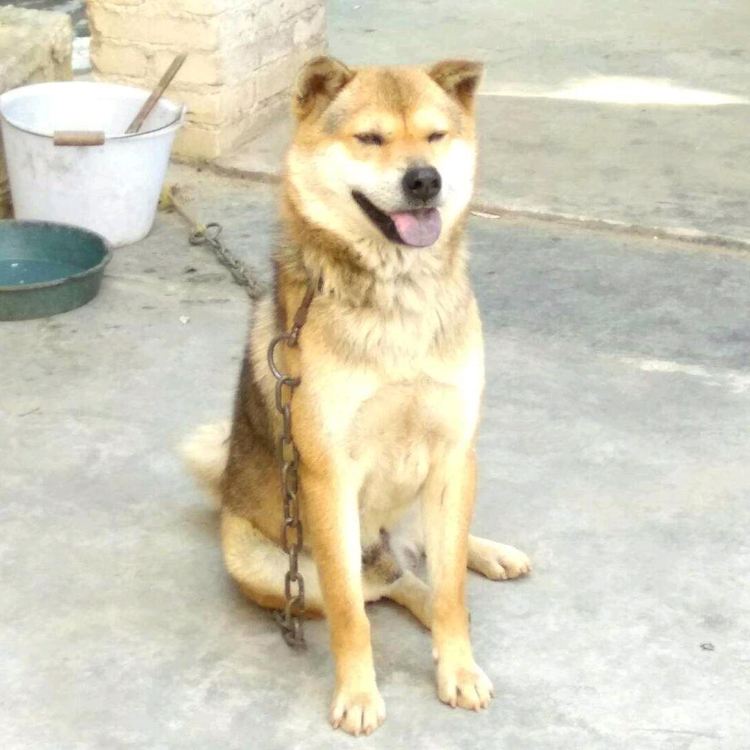小陆田园宠物