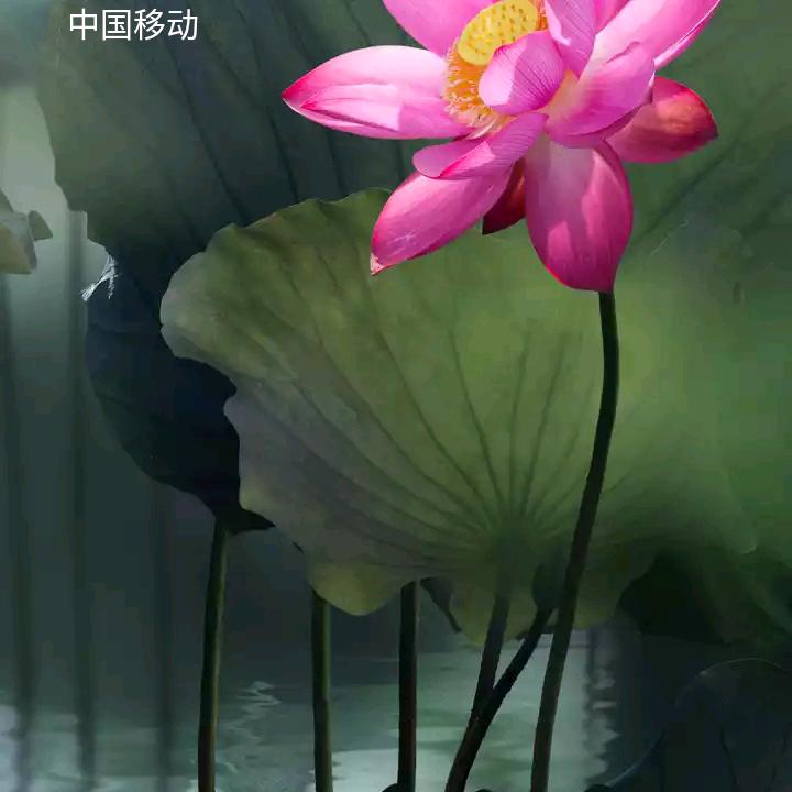 胶南五姐