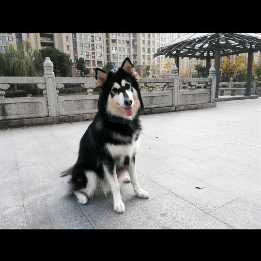 萌萌share